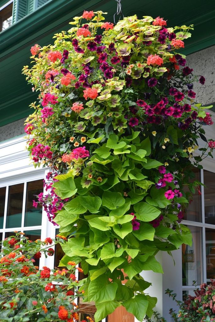 Best Plants For Hanging Baskets In Canada At Robert Martinez Blog - Best Plants For Wall Baskets