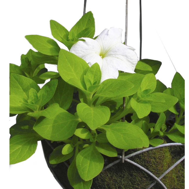 REUSABLE HANGING BASKET LINER fits 25cm hanging basket ? easy to use